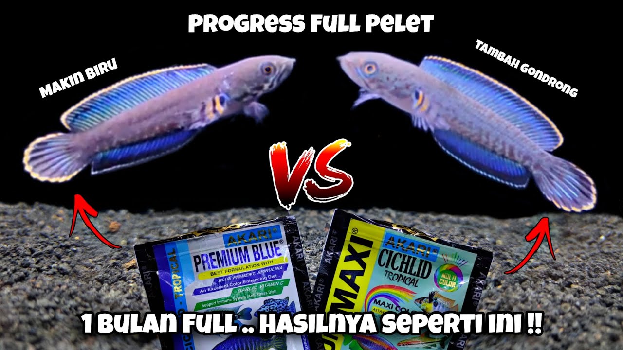 Прогресс Channa Andrao Full Pellets (Premium Blue и Premium Maxi) за 1 месяц
