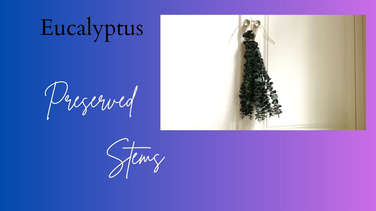 12 Pcs Preserved Dried Eucalyptus Stems - Natural Shower & Vase Decor, Fresh Eucalyptus Leaves