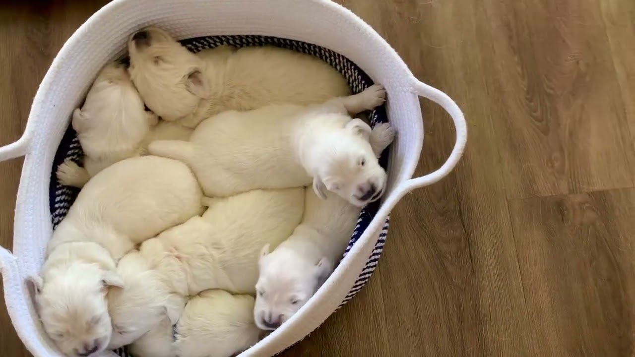 newborn puppies snuggling in a basket while their pen is cleaned.