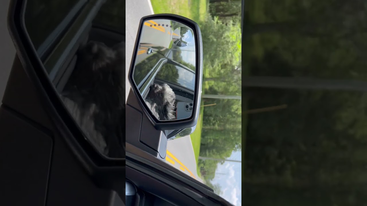 Dog riding in car with window down again (2) #dog #driving #cutedog