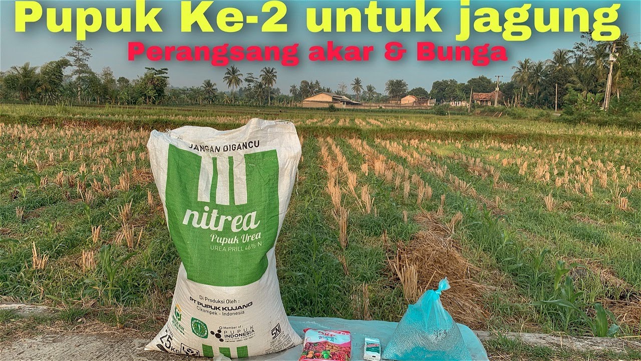 Pupuk ke 2 jagung supaya cepet berbuah - Review MKP nitrea gandasil NPK pupuk perangsang bunga buah