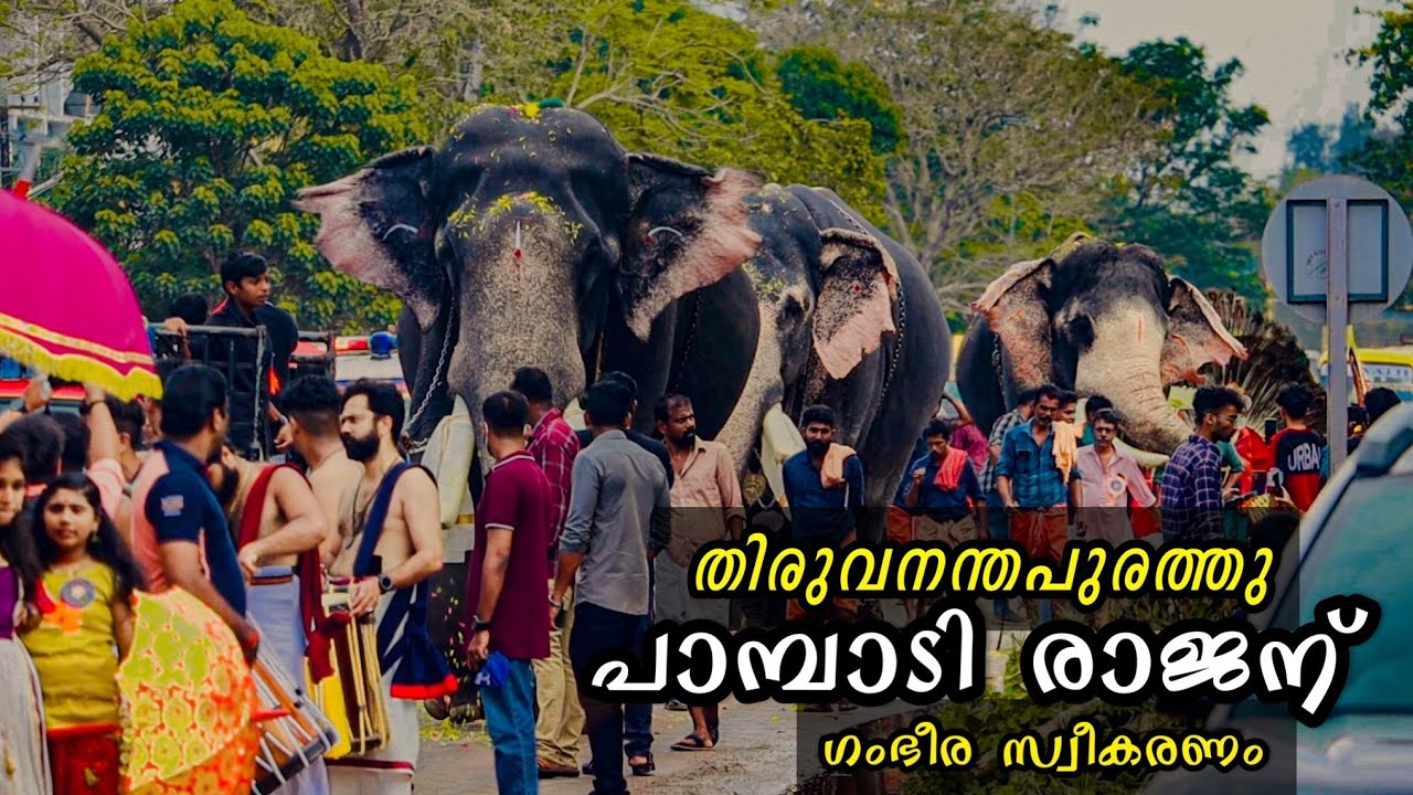 പാമ്പാടി രാജന് തിരുവനന്തപുരത്ത് ഗംഭീര സ്വീകരണം കൂട്ടായി രാമുവും മോദിയും | Pambadi Rajan at Thonnal