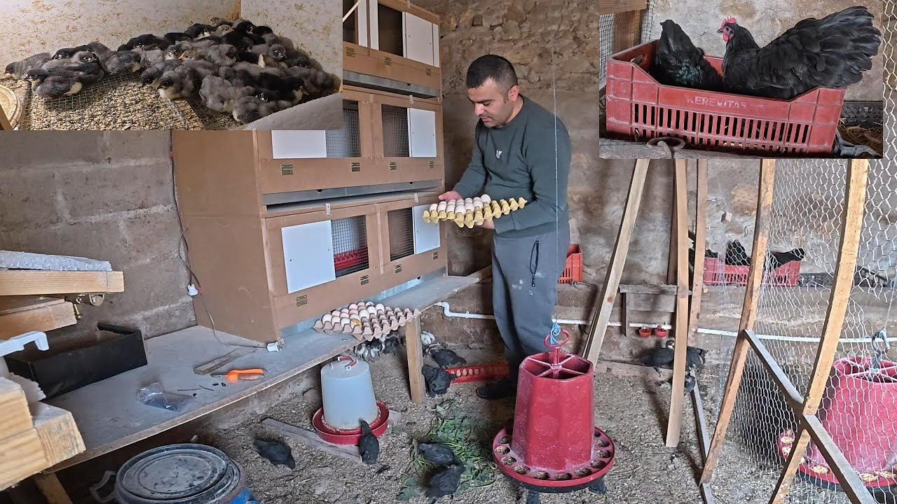 CİVCİVLERİMİZ BÜYÜDÜLER / KÜMESLERİMİZİN SON DURUMU #civciv #tavuk #kuluçka #Australorp