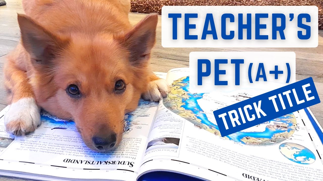 TEACHER'S PET (A+) - Icelandic Sheepdog Sara (Specialty Title by Do More With Your Dog)