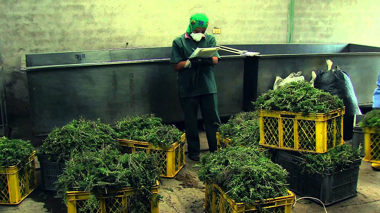 Emprendedores para el desarrollo- Ecuador Jambi Kiwa