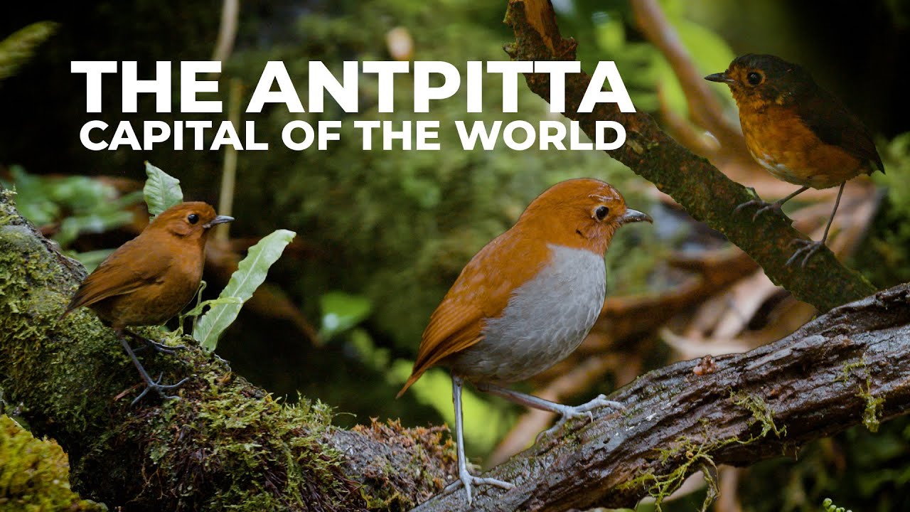 Visiting the Antpitta Capital of the World | Cheep!