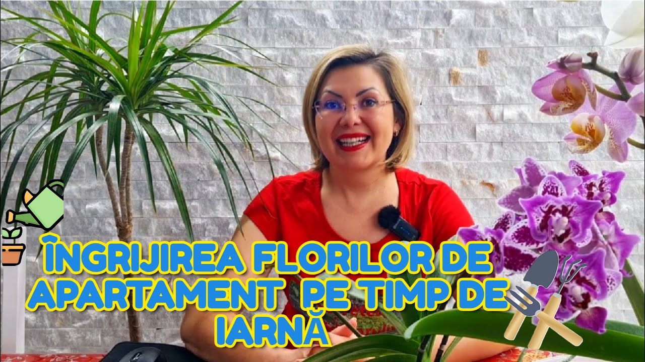 Îngrijirea plantelor de interior/ florilor de apartament pe timp de iarnă.  7 probleme majore