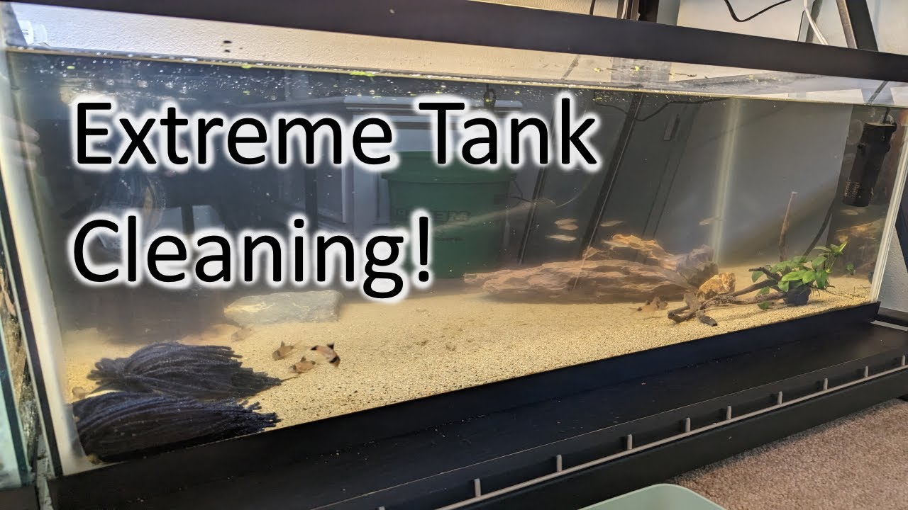 EXTREME Tank Cleaning! Pest Snail Eradication - We Get EGGS Again!