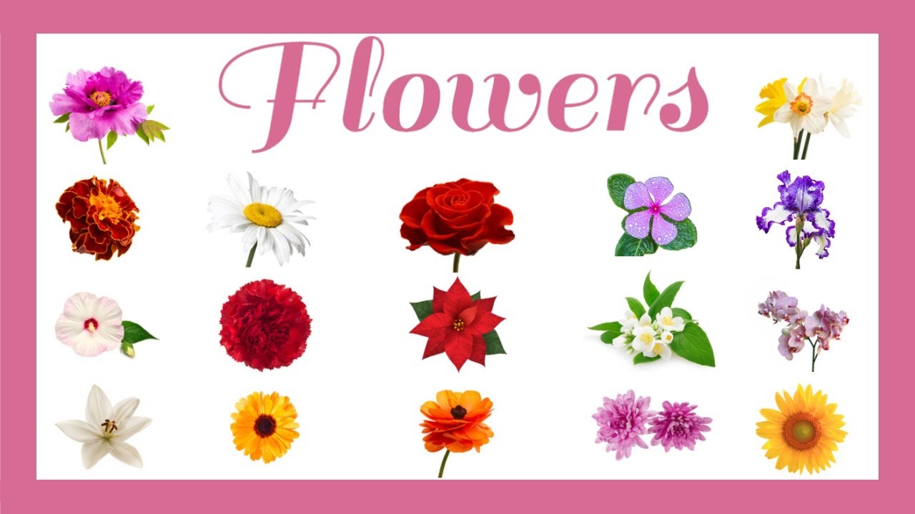 🌹 Pronouncing Most Common Flowers in English