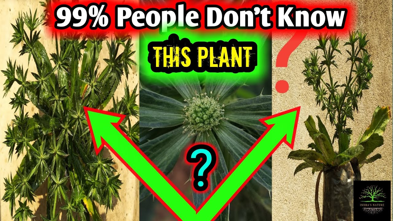 How To Grow Mexican Coriander || bilati Dhaniya plant #coriander #viral #gardening