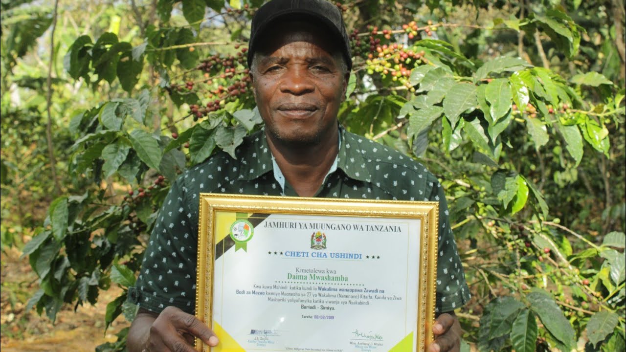 DAIMS  MNYONGE/Mkulima BORA wa KAHAWA TANZANIA toka SONGWE/MSIKIE HAPA VIZURI...