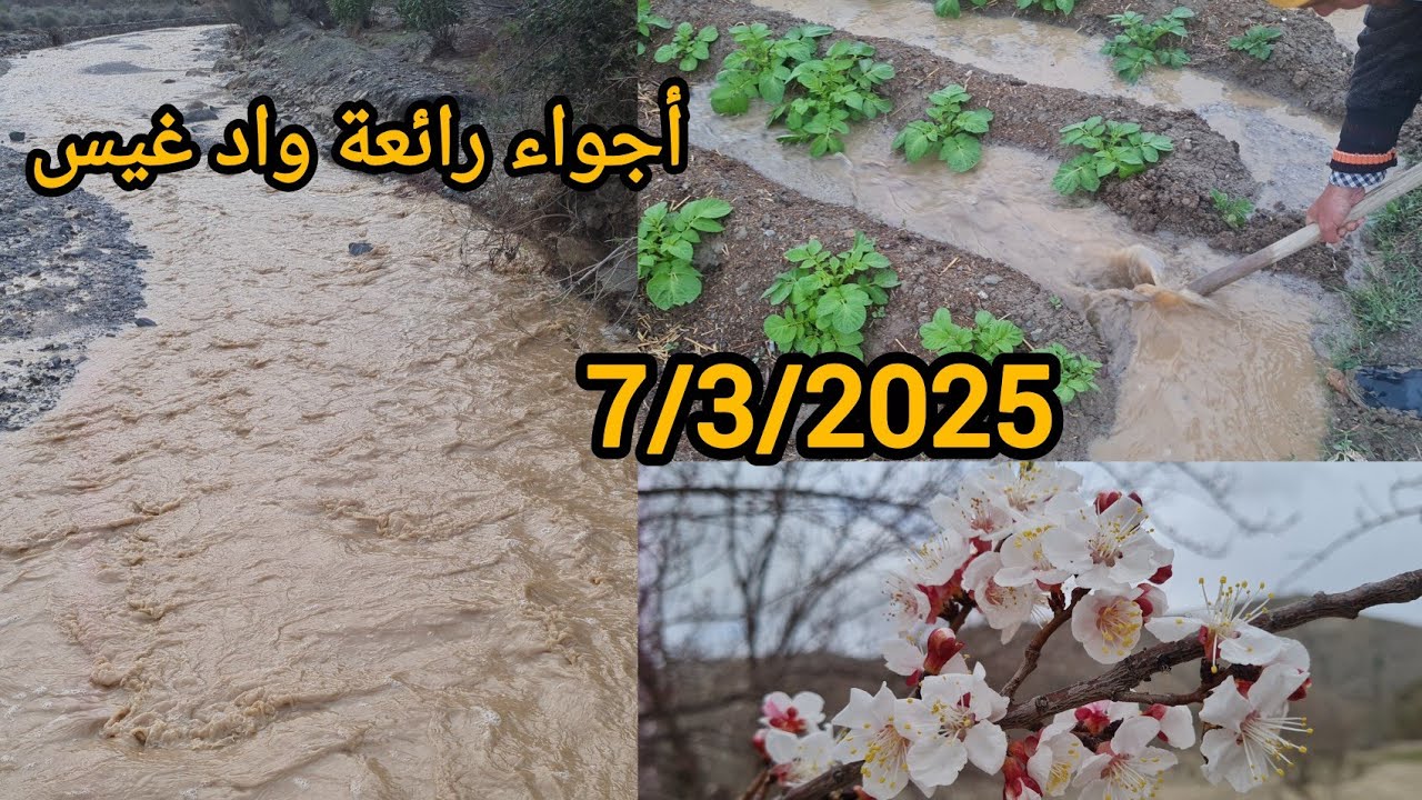 أجواء رائعة على واد غيس بعد تساقط الأمطار والفلاحة يسقي قمح والأشجار..نواحي الحسيمة