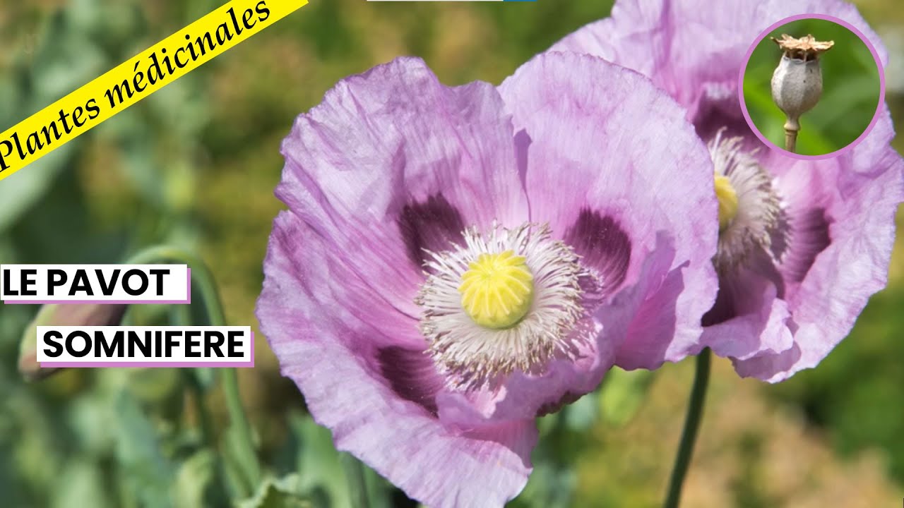 Le pavot somnifère, une plante pour soulager et apaiser