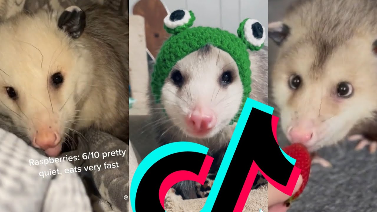 Possum Videos for Awesome People - TikTok possum compilation