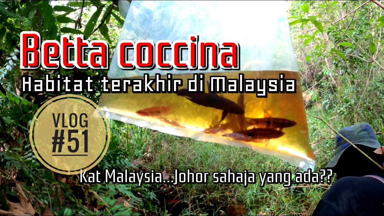 Betta coccina ; The last habitat in Malaysia  Vlog #51