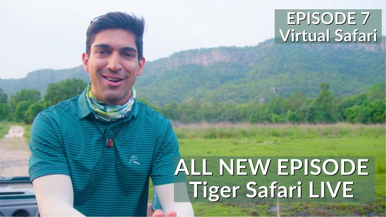 Tracking Leopards | INDIA’S FIRST VIRTUAL SAFARI - EP7 | TIGER SAFARI LIVE | BANDHAVGARH