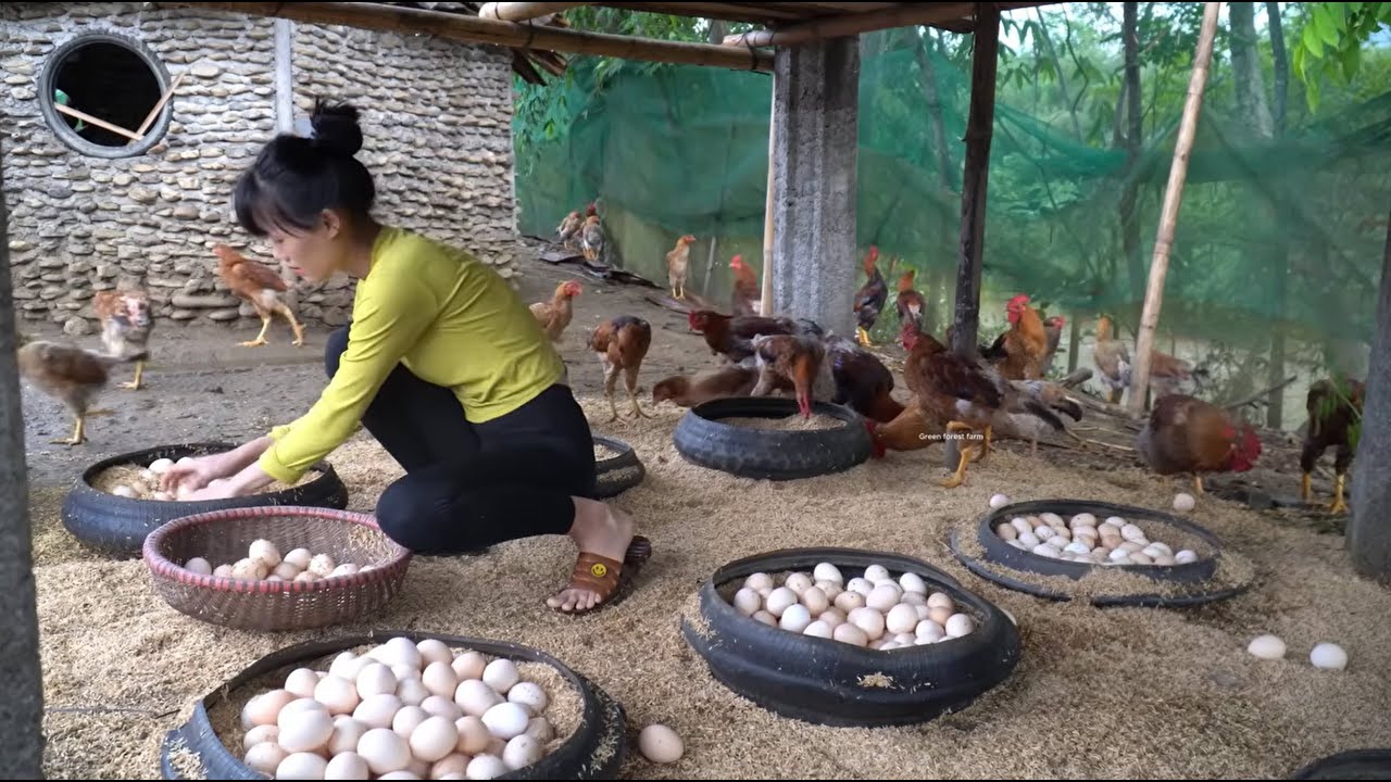 TIMELAPSE -- Harvesting 1000+ Eggs Chicken and Bananas - Transport by Small Truck Go to Market Sell