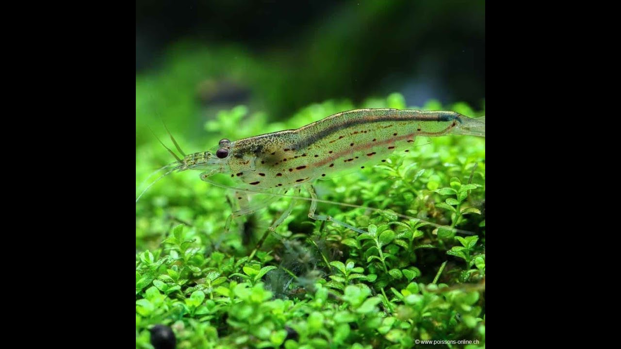 J'introduis des crevettes amano!
