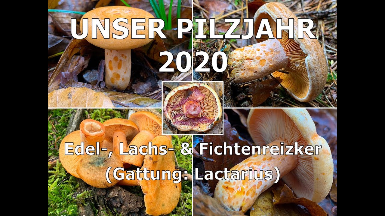 Unser Pilzjahr 2020 - Reizker | Edelreizker, Lachsreizker & Fichtenreizker | Lactarius