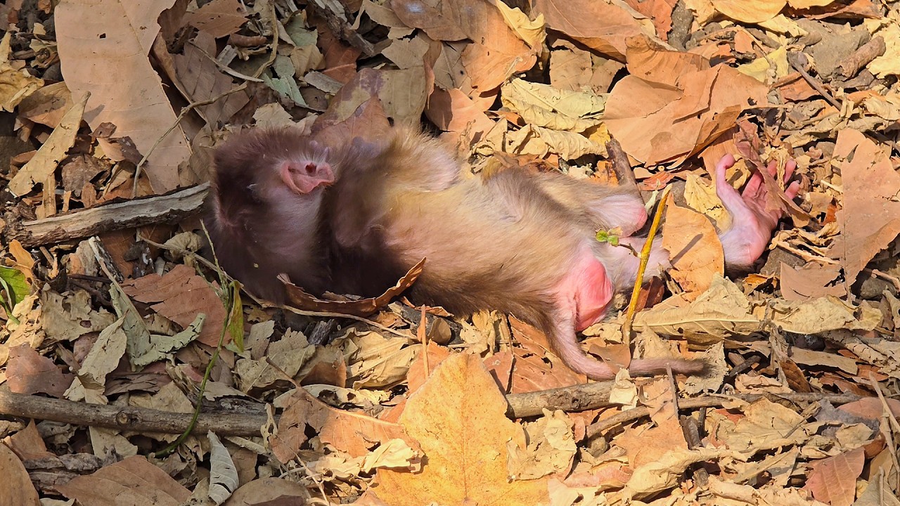 Oh godd! Baby monkey is still weak & unable to control his balance while learning to toodle