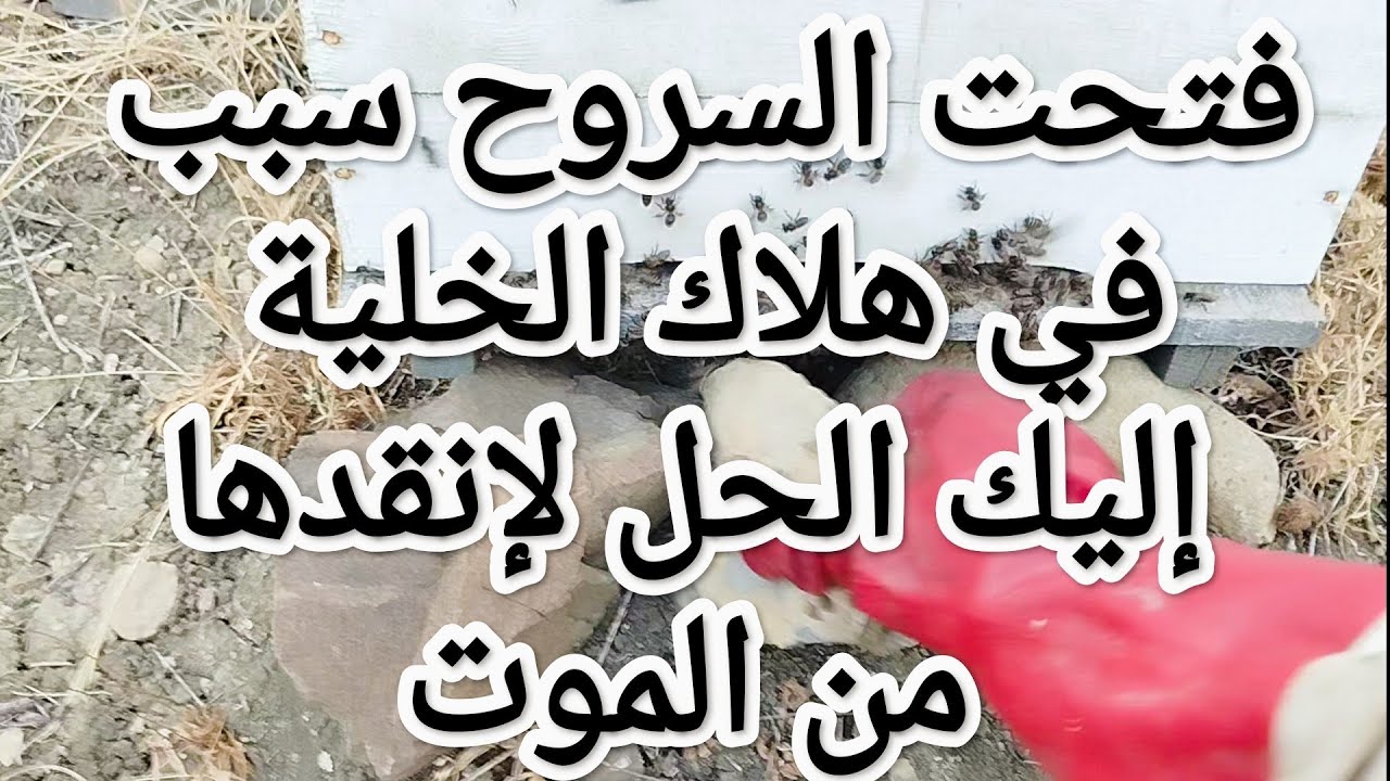 فتحت السروح سبب في هلاك الخلية اليك الحل لإنقاذها من الموت@