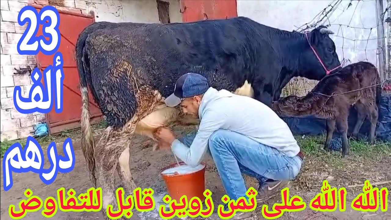 حلبوها على المباشر ‼️بقرة والدة عجلة مليحة🌟 إتصل 06.74.76.58.43📞 ألو سي رشيد نواحي الغرب🇲🇦