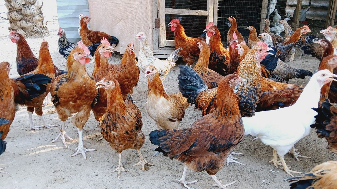 desi poultry farm || desi poultry || desi poultry farm business plan