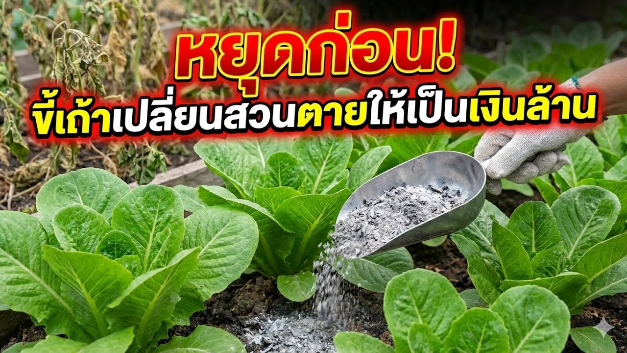 ขี้เถ้ามีประโยชน์กับที่ควรคิดรู้ไว้ก่อนดีที่สุด ￼