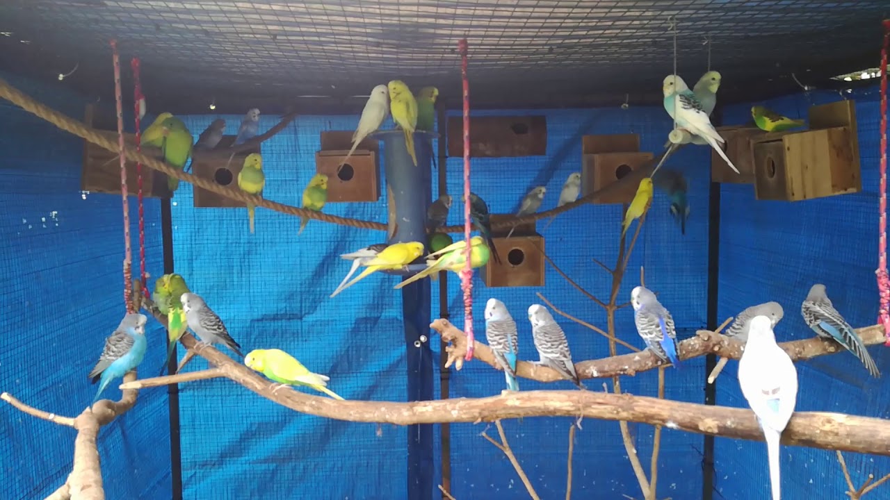Aviario Veraguas, Voladera y Jaulas de Cría