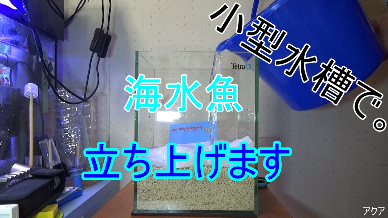 小型水槽で海水魚を立ち上げます〜立ち上げ編〜