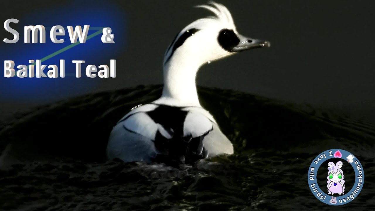 In Japan, a water bird known as 'Miko Aisa'「巫女秋沙」, a shrine maiden who is a messenger of the gods.