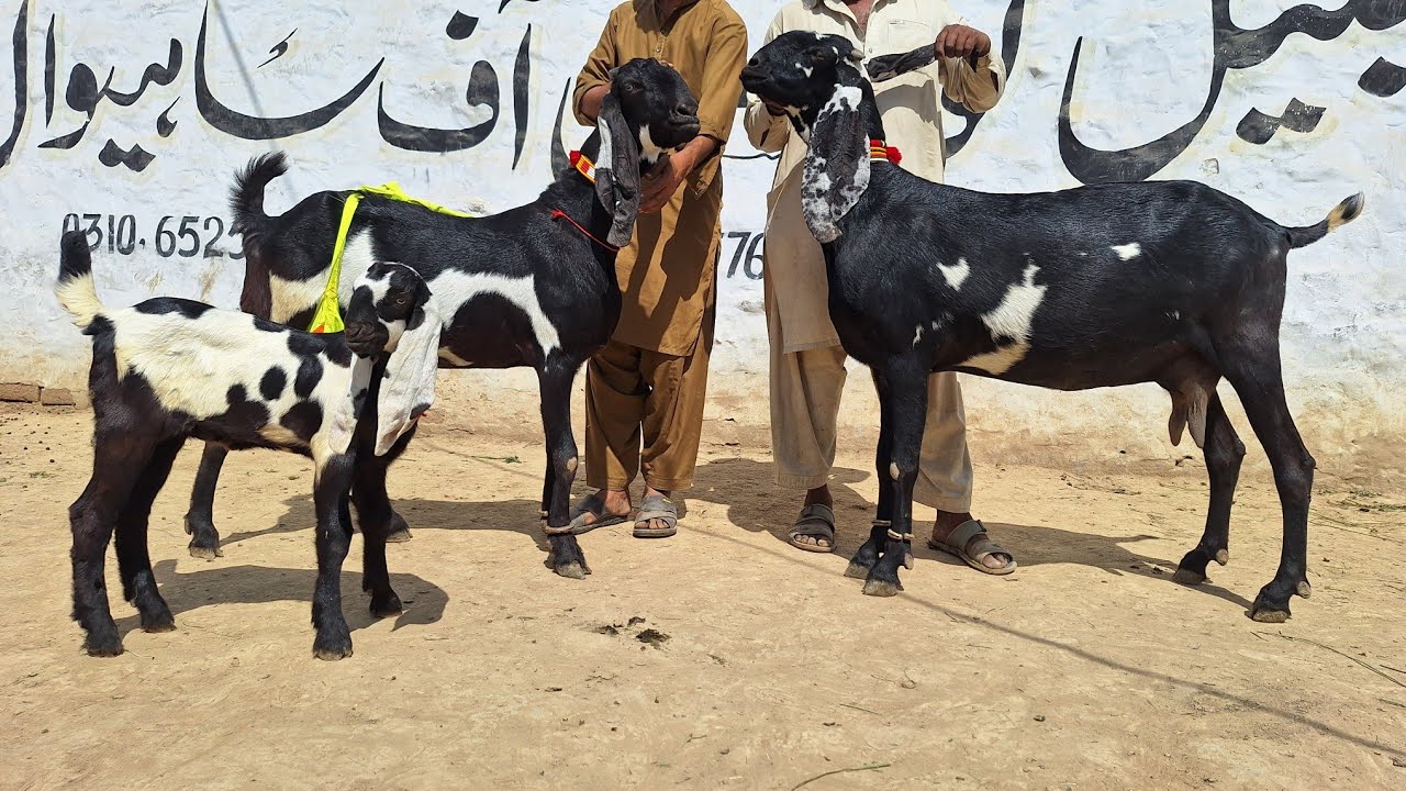 Beetal Bqcho Wali Bakryian | Beetal Goat With Baby | Milking Pregnint Beetal Goats