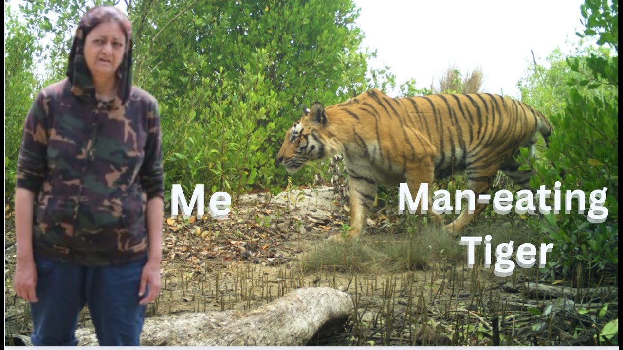 Up Close with Man Eating Tigers
