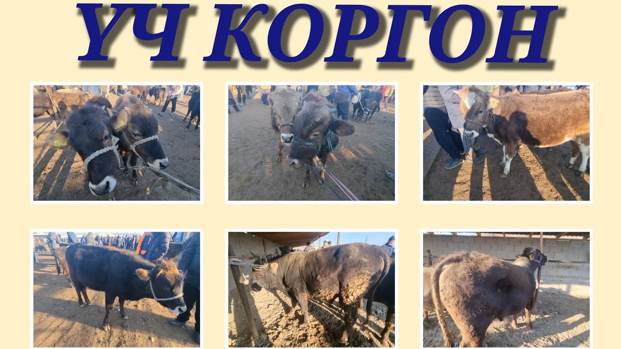 КАДАМЖАЙ РАЙОНУ ҮЧ КОРГОН МАЛ БАЗАРЫ РЕАЛДУУ БААЛАР. ..