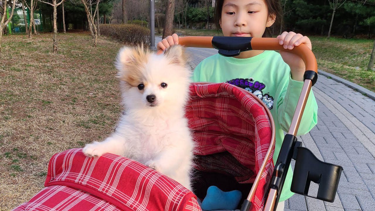 강아지 유모차라고? 서은이의 강아지 산책시키기 유모차 놀이 Pet Stroller