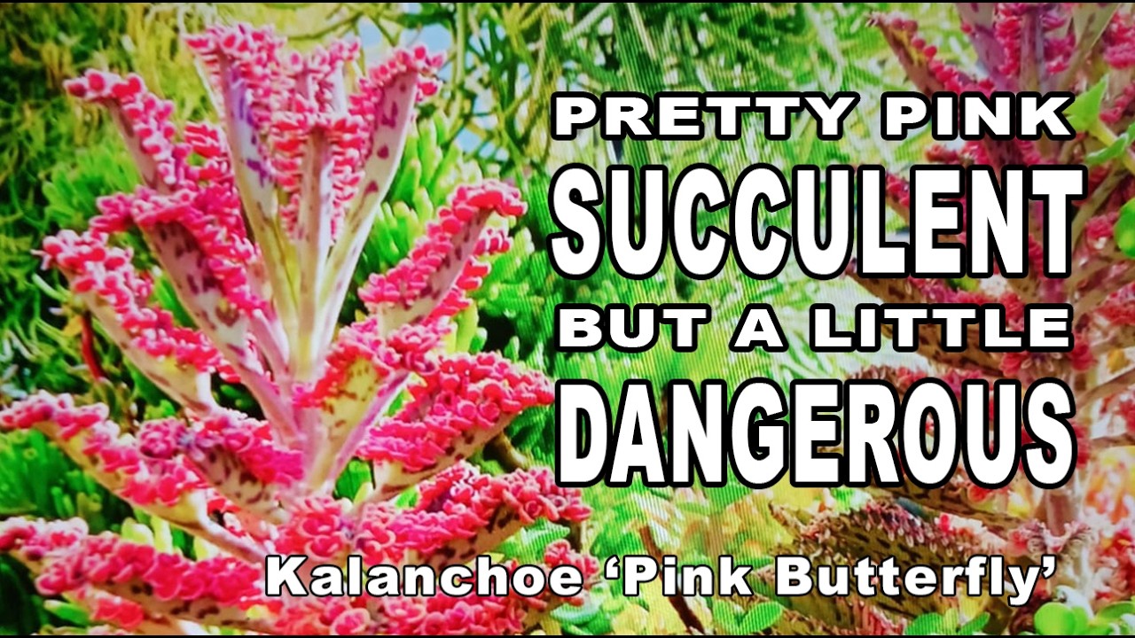 Succulent beauty with a wild side! Kalanchoe 'Pink Butterfly'@Chopstick and Succulents #succulents
