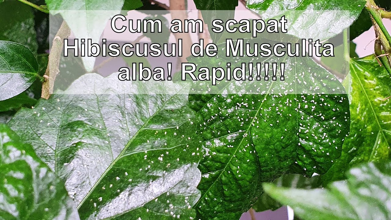 Cum am scapat eu Hibiscusul de Musculita alba! Rapid!!!