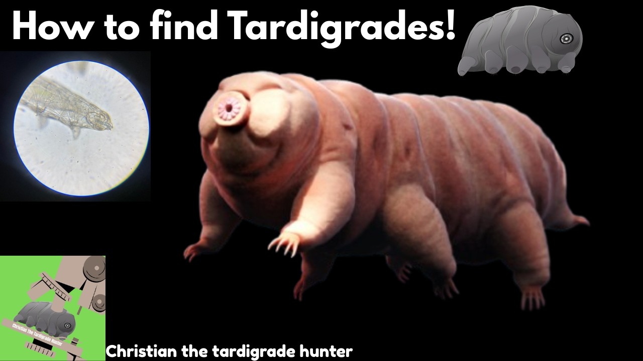 How to find Tardigrades with a Microscope!