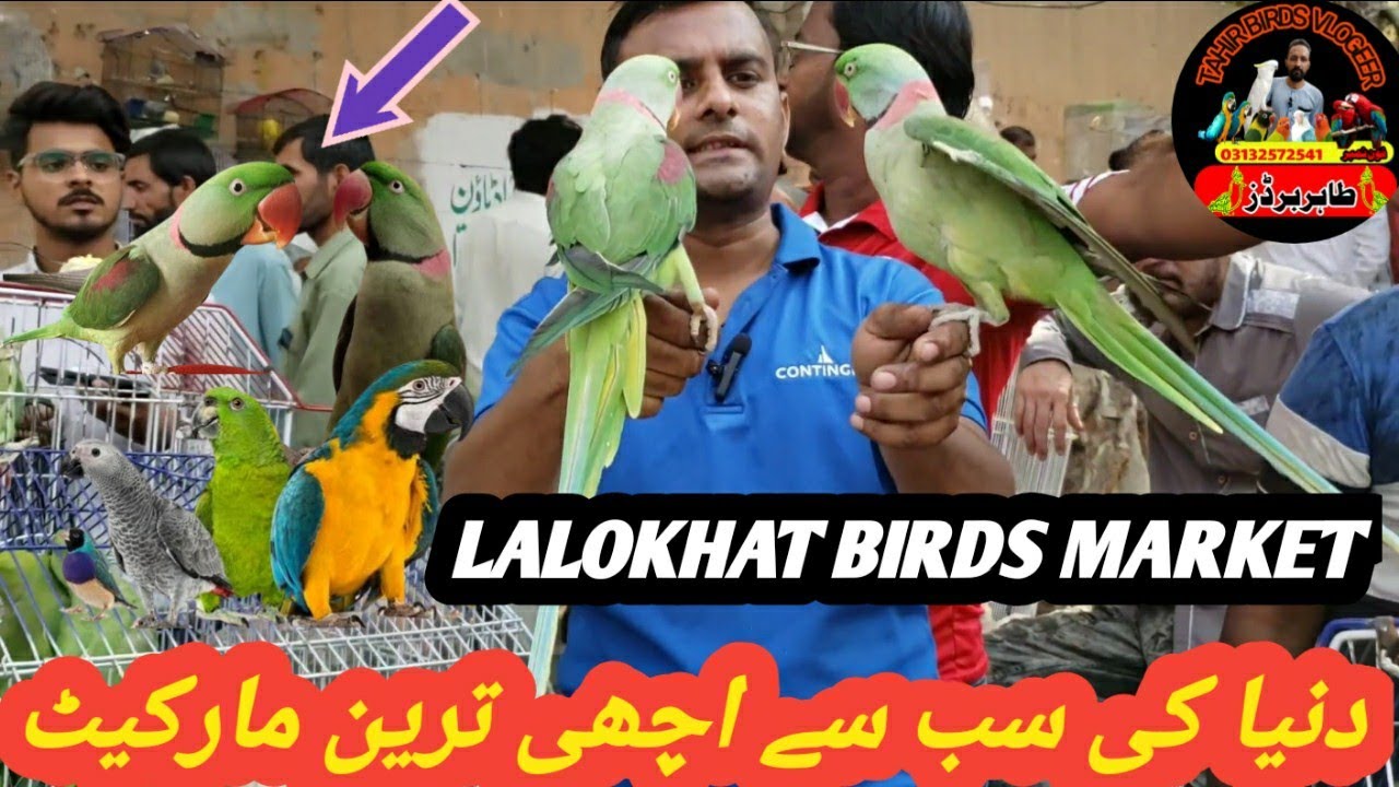 دنیا کی سب سے اچھی ترین مارکیٹ#tahir #birds #vlogeer #karachi _6_11_23