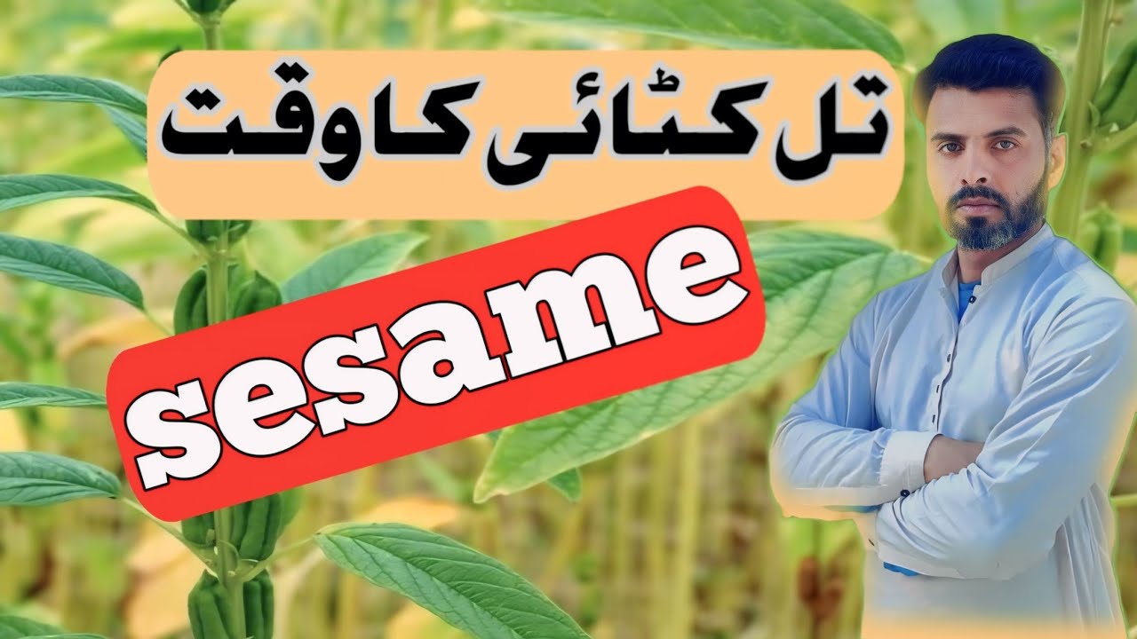 Sesame Harvesting Time | Farming Expert 786