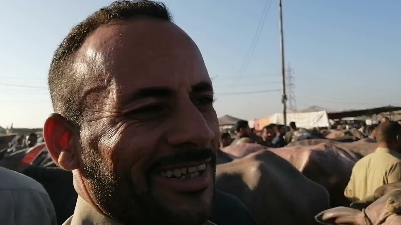 اسعار عجميات الجاموس العشر البكاره من سوق الثلاثاء بالزقازيق بتاريخ ١٠ سبتمبر ٢٠٢٤