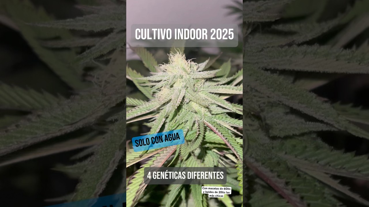 Sin productos solo agua 💧👨&zwj;🌾. #cannabiseducation #autoculture