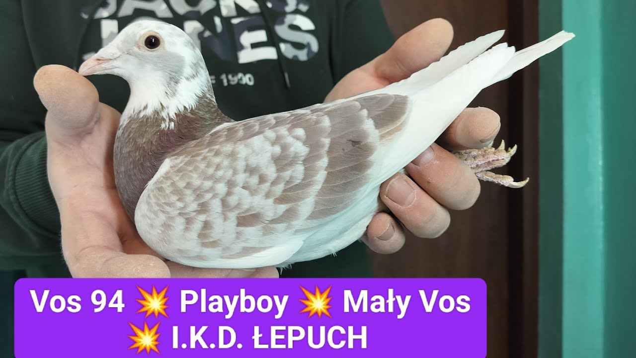  Vos 94 💥 Playboy 💥 Mały Vos 💥 Łepuch I.K.D. na sprzedaż K&K URBAŃCZYK ☎️ 695497481