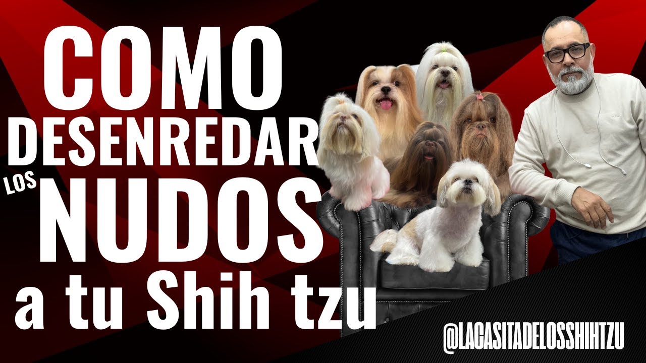 Como DESENREDAR los NUDOS a tu Shih Tzu FACIL y sin DOLOR by Alex Santillana