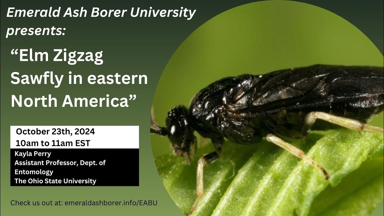 Elm Zigzag sawfly in eastern North America