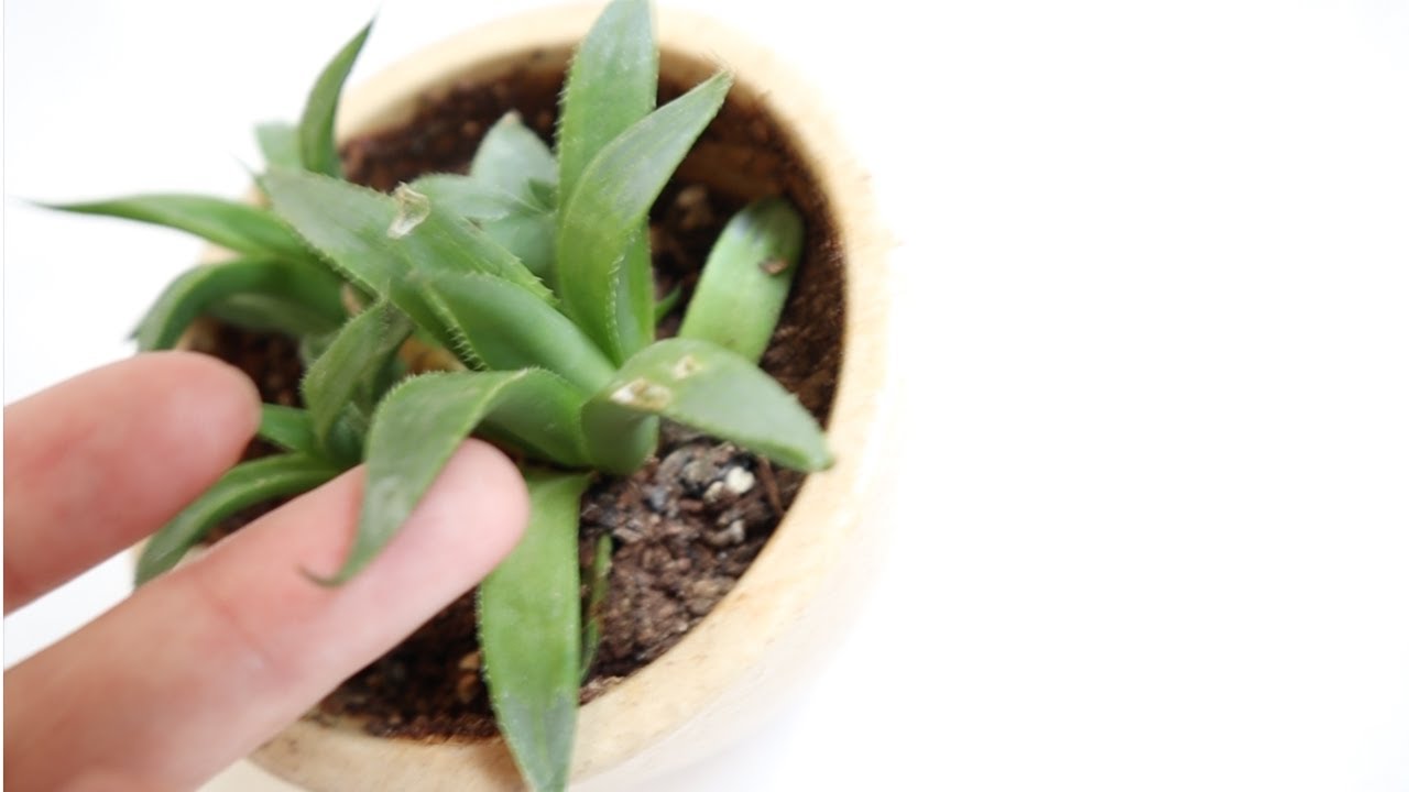 Howarthia agustifolia - Succulent - 09