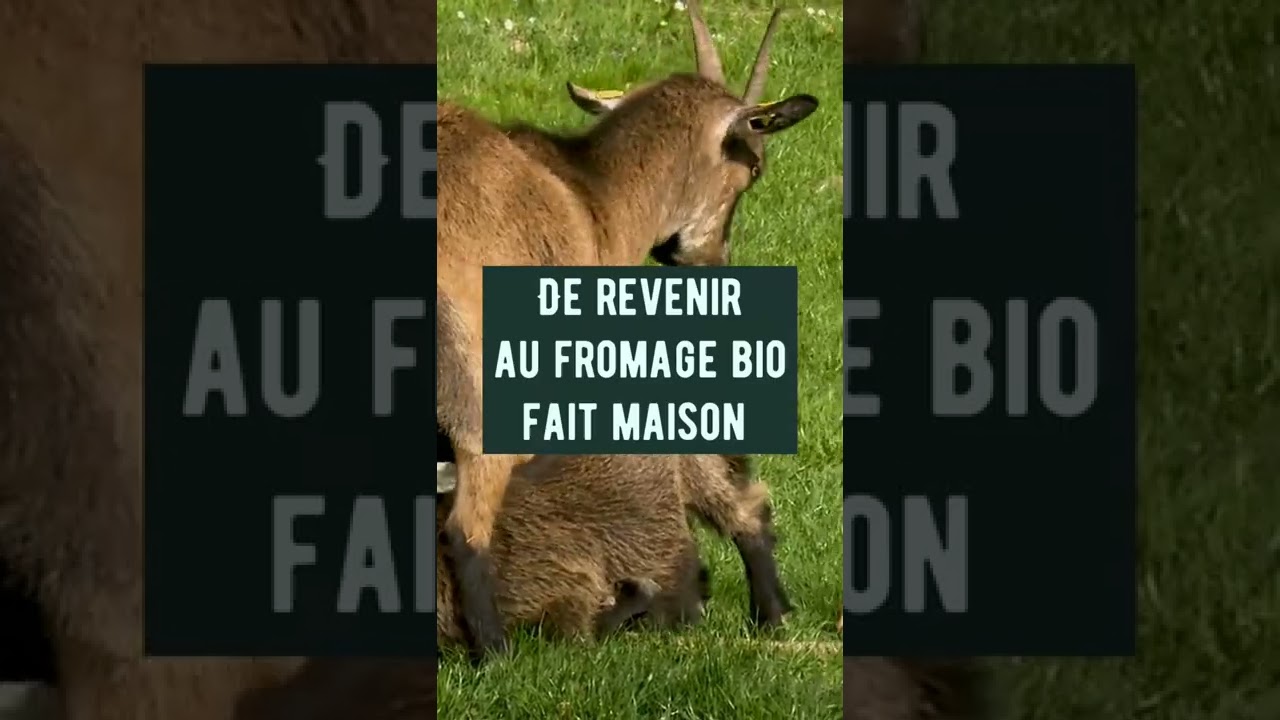 Fromage bio au lait de vache et de ch&egrave;vre #fromagerie #cheeshome