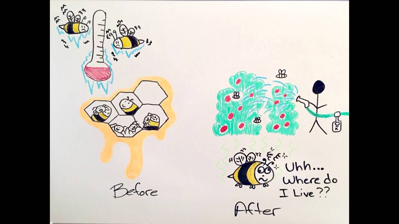 Bee Conservation