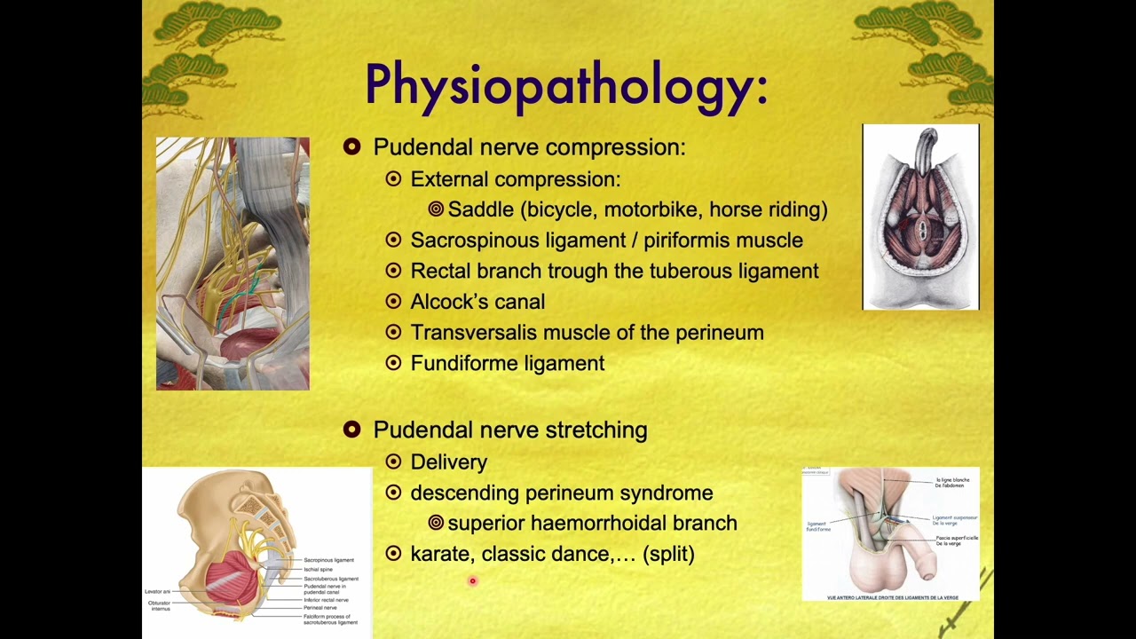 Therapeutic approaches of the pudendal pathology