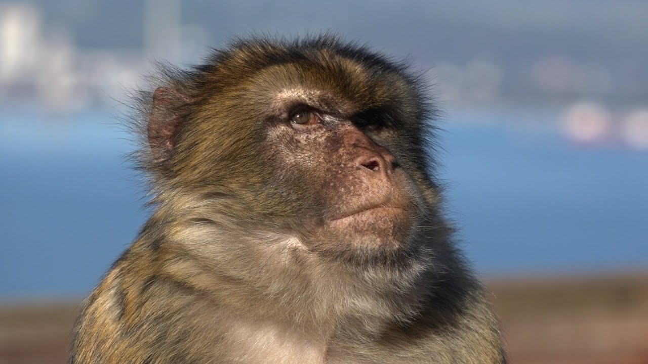 GIBRALTAR attractions - The Rock, Harding's Battery, Macaque, Europa Point